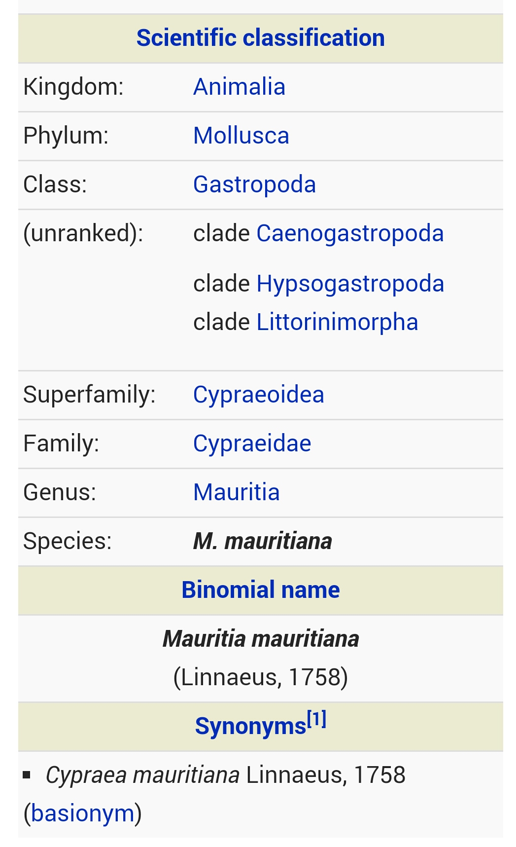 ขายเปลือกหอยเบี้ยขนาดใหญ่ หอยเบี้ยหลังค่อม หอยเบี้ยควาย #Mauritia mauritiana ขนาดประมาณ 2 นิ้ว