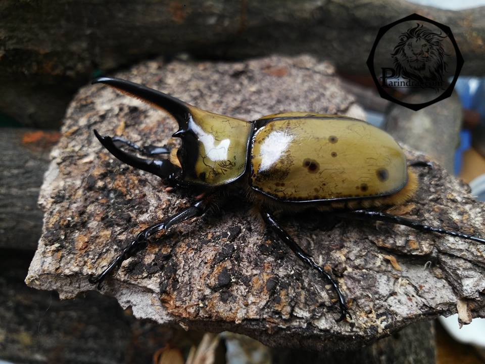 ด้วงกว่างตัวเต็มวัย Dynastes Hyllus hyllus (CBF1) ตัวผู้และตัวเมีย