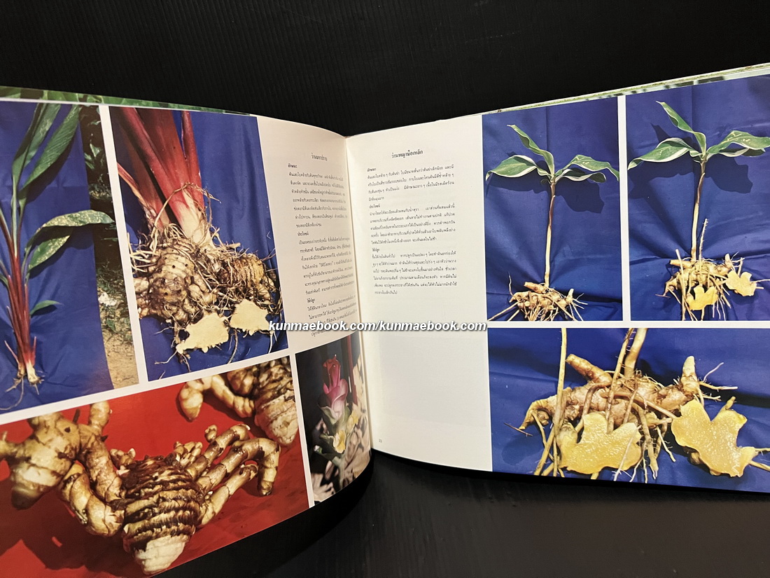 ตะลุยดงว่าน ค้นคว้าและบันทึกภาพโดย เชษฐา