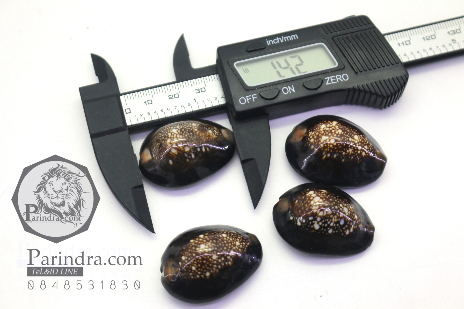 ขายเปลือกหอยเบี้ย หอยเบี้ยแก้ ขนาด 1.4 นิ้ว Monetaria caputserpentis