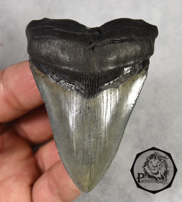 ฟันฉลามยักษ์เมกกาโลดอน Megalodon จาก South Carolina USA ขนาด 3 1/8 นิ้ว #MGT002
