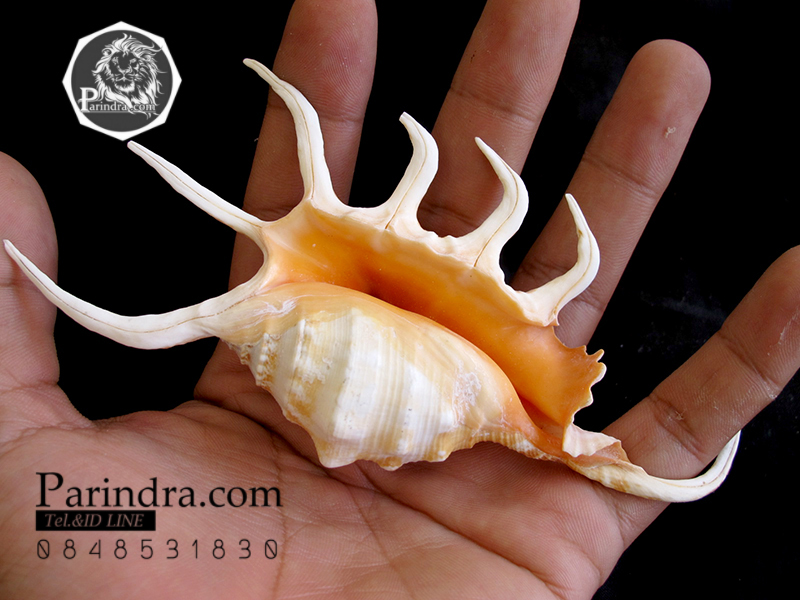 ขายเปลือกหอยจักรนารายณ์ LAMBIS CROCATA สภาพสมบูรณ์ #LC001