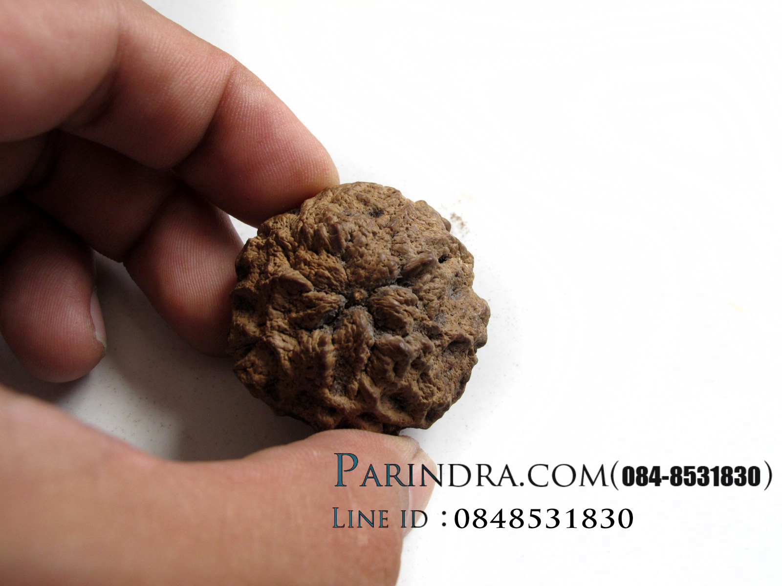 ว่านพระเจ้า 5 พระองค์ 002