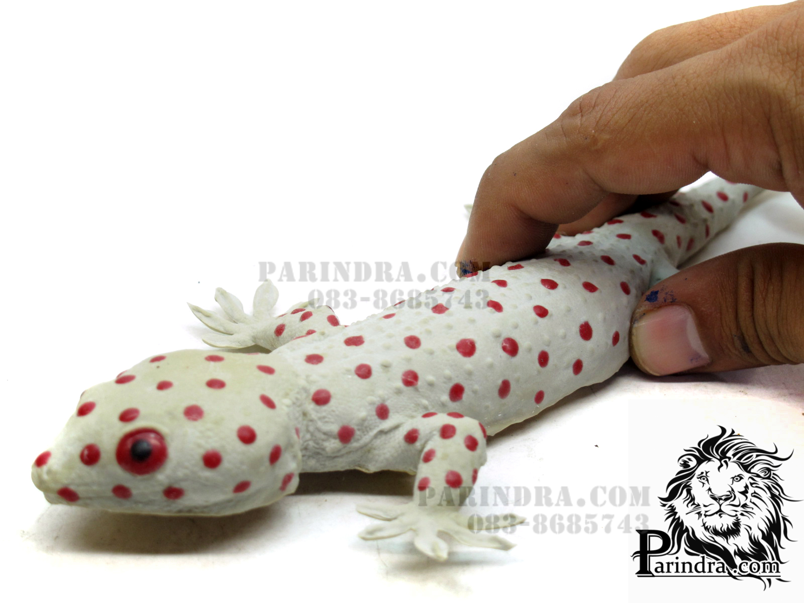 ตุ๊กแกปลอมตัวใหญ่ เหมือนจริงมาก ออกสีเผือก