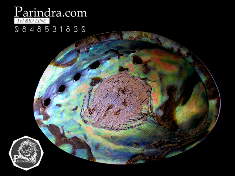เปลือกหอยเป๋าฮื้อแท้ (Abalone) ขัด สีปีกแมลงทับ ขนาดใหญ่ คัดสวย