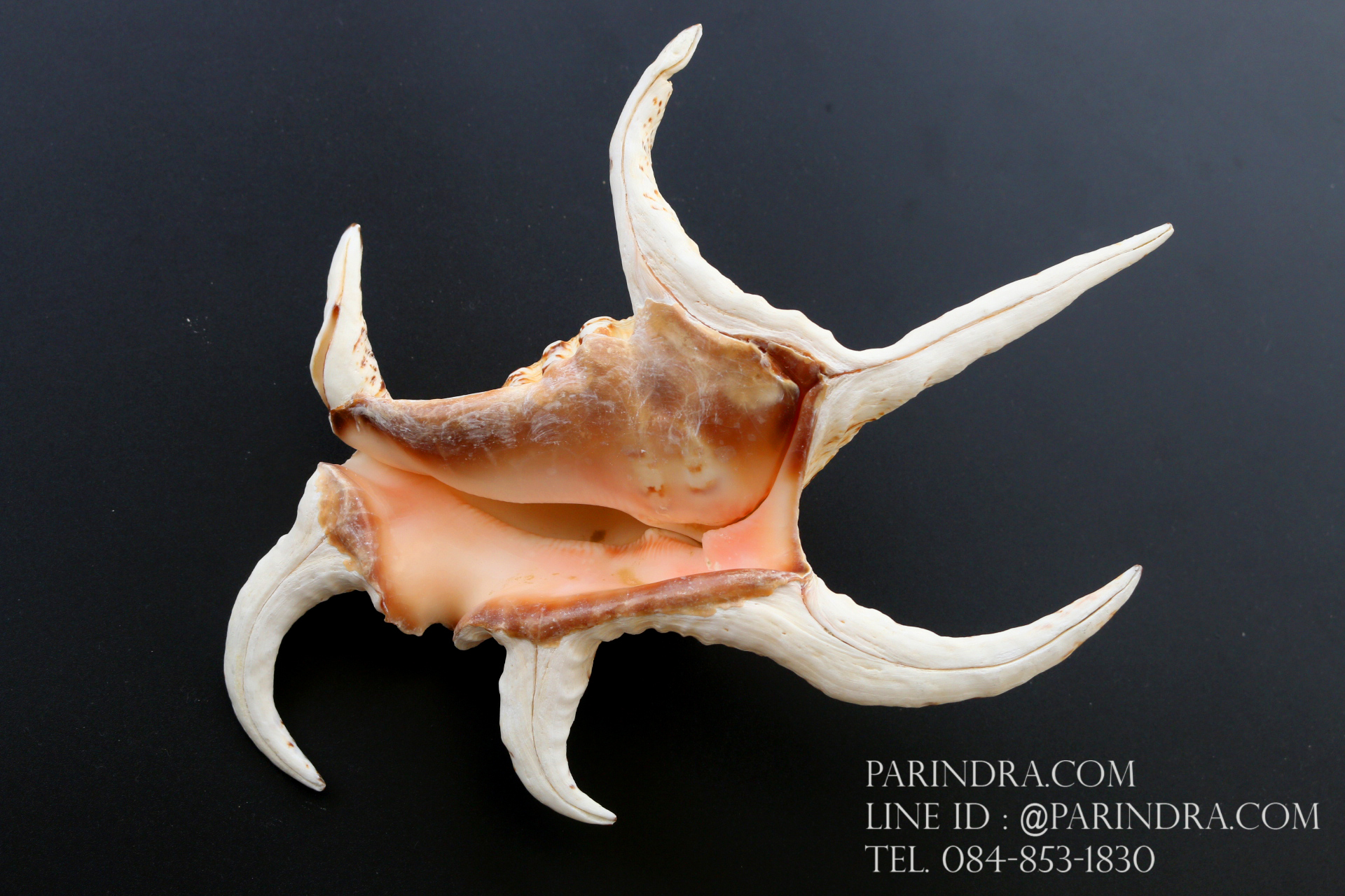 ขายเปลือกหอยจักรนารายณ์ Lambis chiragra สภาพสมบูรณ์ ขนาด 8 นิ้ว