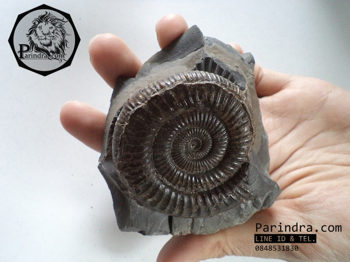 ฟอสซิลหอย Ammonite Dactylioceras commune Whitby Fossil UK #AM002