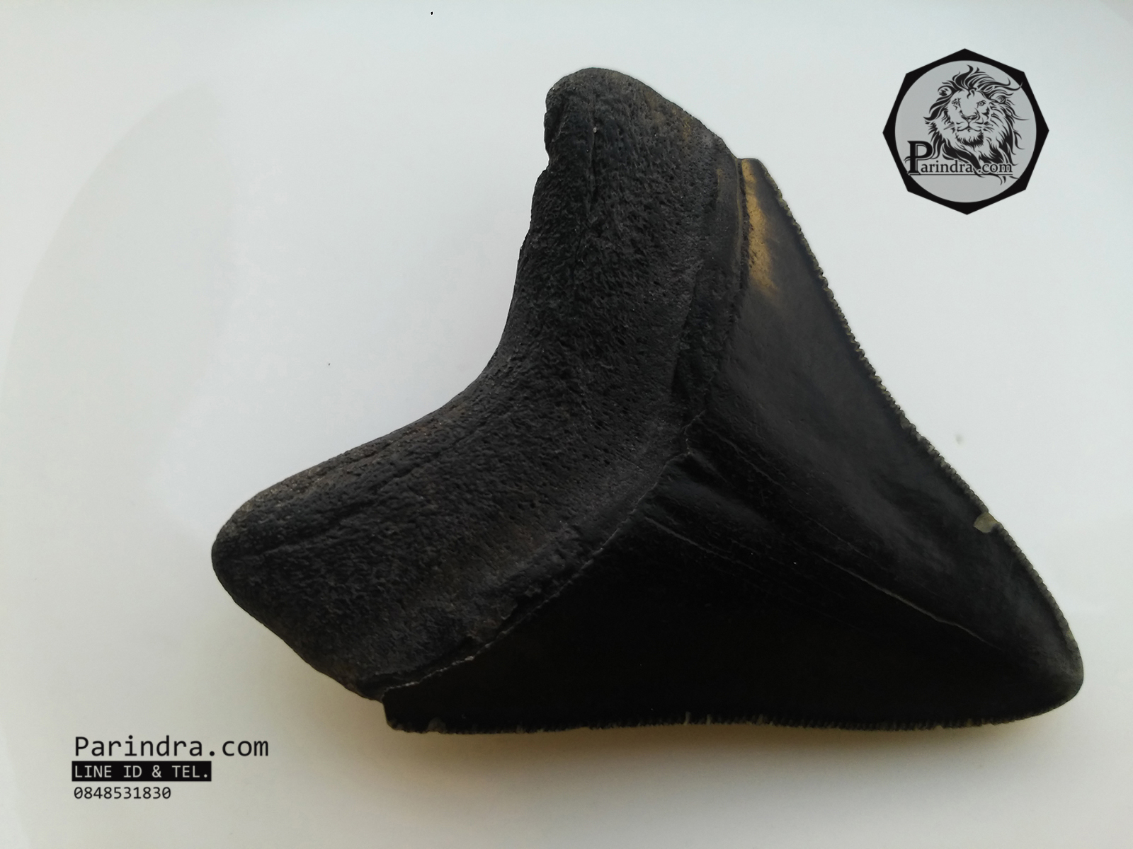 ฟันฉลามยักษ์เมกกาโลดอน Megalodon จาก South Carolina USA ขนาด 2 7/8 นิ้ว #MGT003