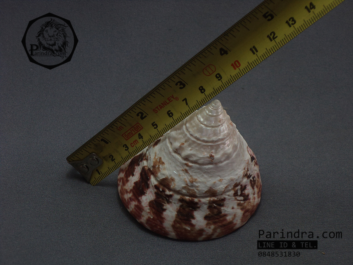 เปลือกหอยนมสาวลายแดง Trochus ขนาด 3นิ้ว สำหรับตกแต่งหรือสะสม