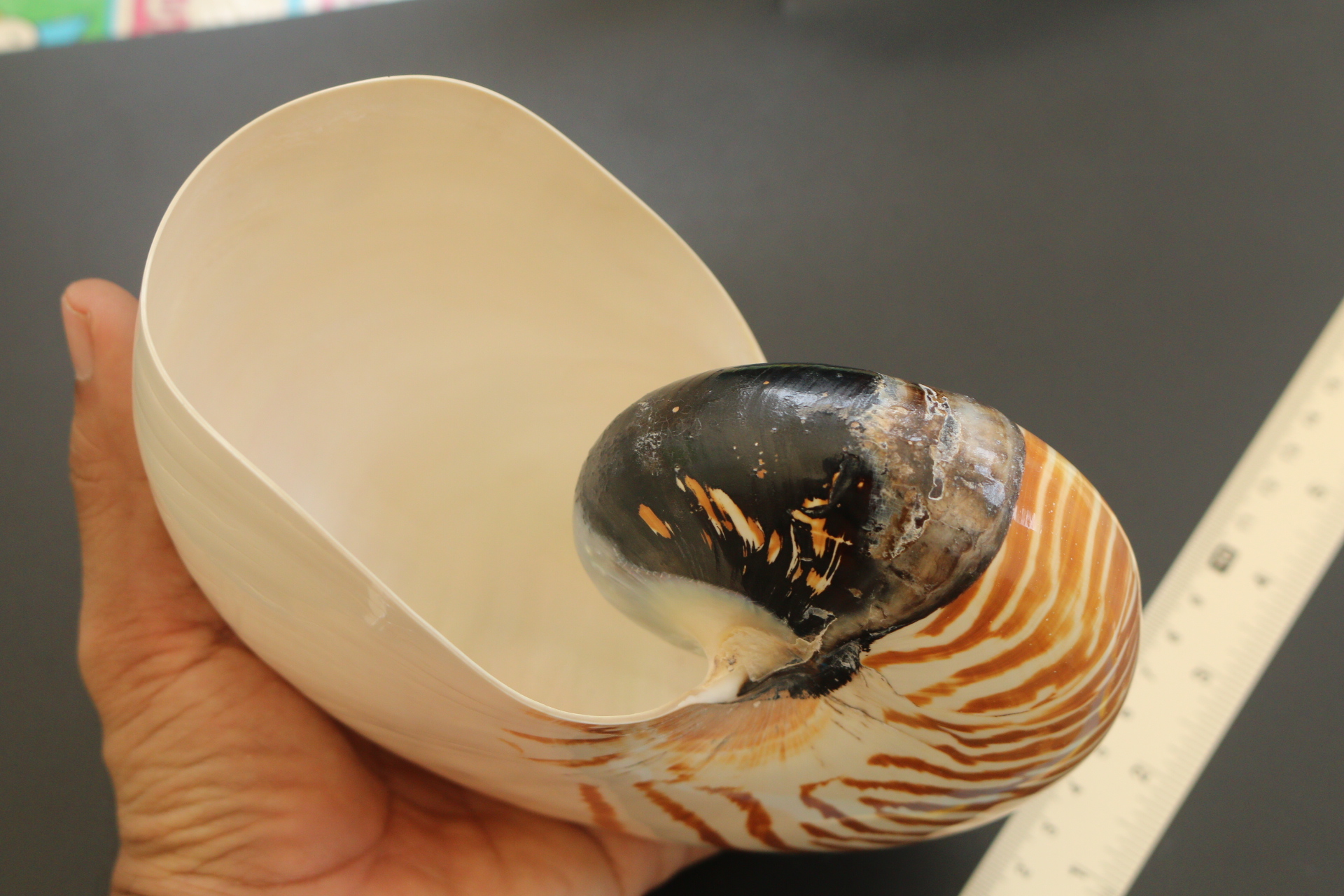 เปลือกหอยงวงช้าง นอติลุส Nautilus pompilus ขนาด 7 นิ้ว #004