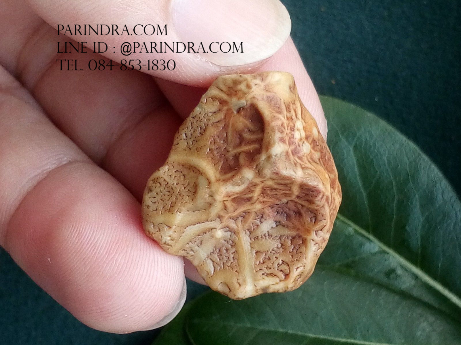 หินรูปทรงประหลาดจากทะเลทรายโกบี GOBI Fish Roe Stone #GOBI008