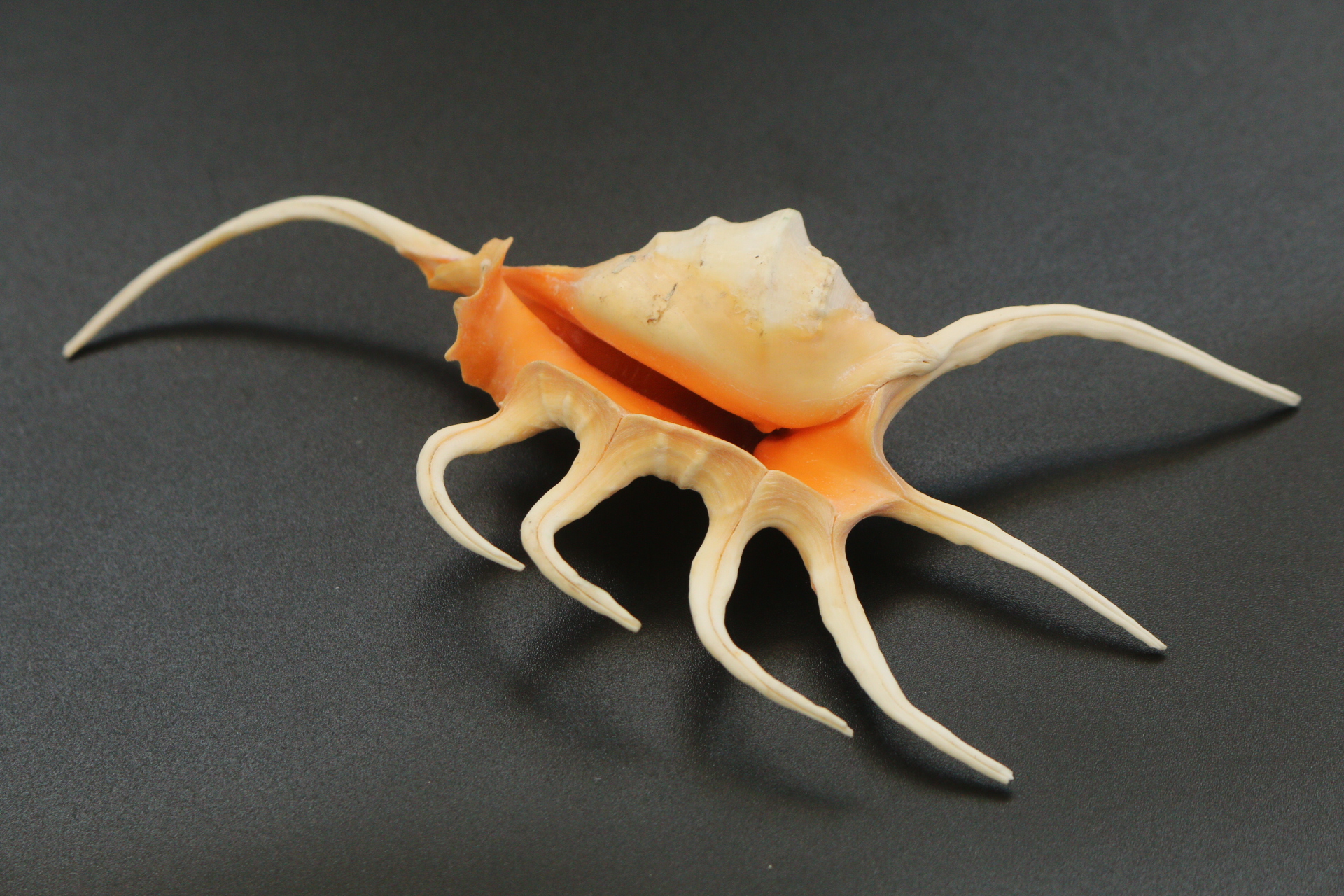 ขายเปลือกหอยจักรนารายณ์ LAMBIS CROCATA สภาพสมบูรณ์ #LC005