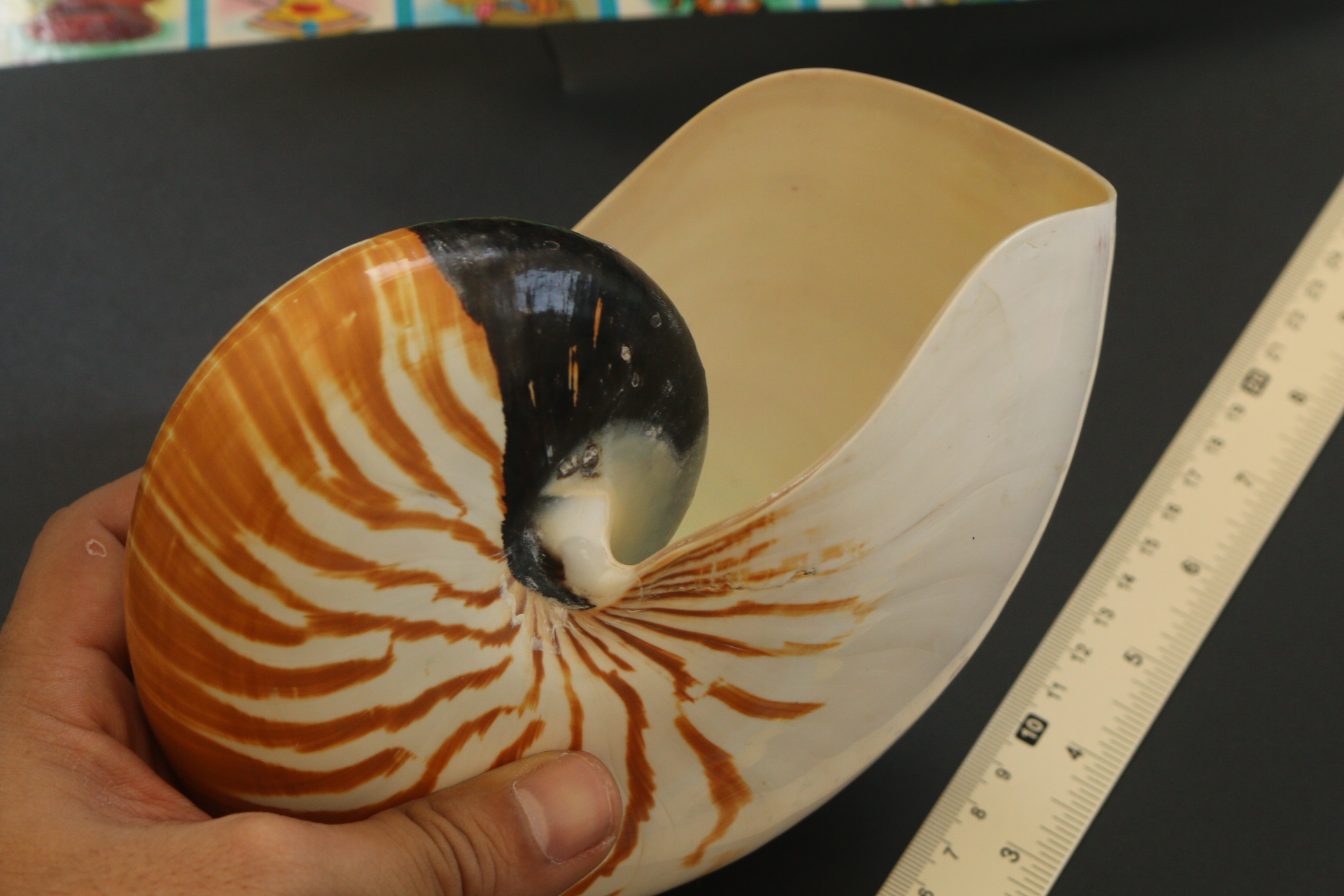 เปลือกหอยงวงช้าง นอติลุส Nautilus pompilus ขนาด 7 นิ้ว #003