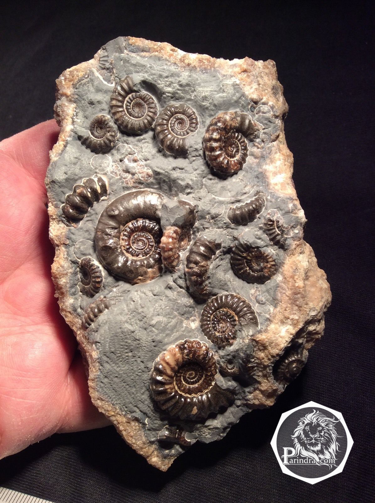 ฟอสซิลหอย Ammonite Promicroceras และ Xipheroceras- จากหาด Charmouth UK #AM007