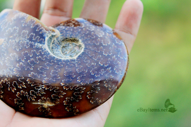 ฟอสซิลหอย Ammonite (Cleoniceras besairiei) L2