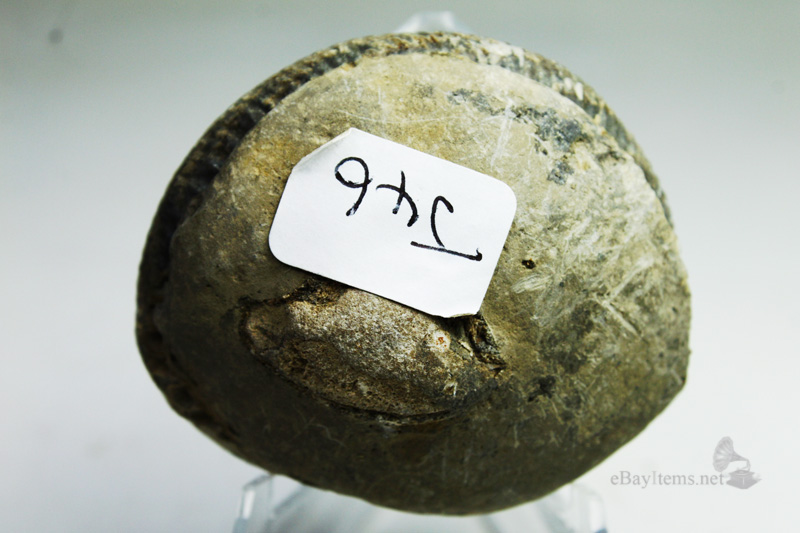 ฟอสซิลหอย Ammonite Dactylioceras commune , Whitby Fossil UK #AM026