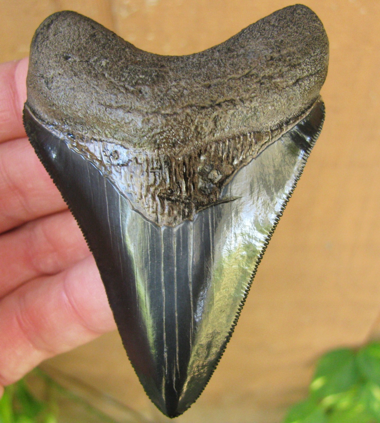 ฟันฉลามยักษ์เมกกาโลดอน Megalodon เกรด A ระดับโชว์ใน Musuem #MGT001