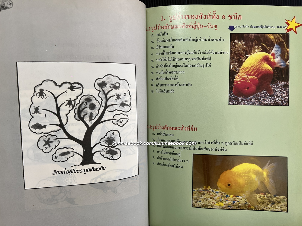 หนังสือวิชาการเลี้ยงปลาทอง ' พันธุ์หัวสิงโต ' ของ ส.ละเอียดอ่อน / นำเสนอโดยประยูร จรรยาวงษ์