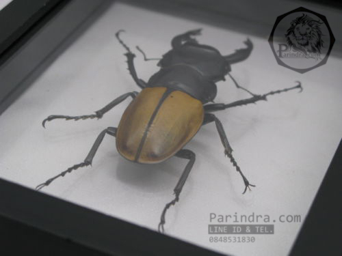 ด้วงกว่าง (Odontolabis mouhotii elegans) ในกรอบไม้สีดำ สำหรับตั้งโชว์ ขนาด 12.5x6x4 cm.