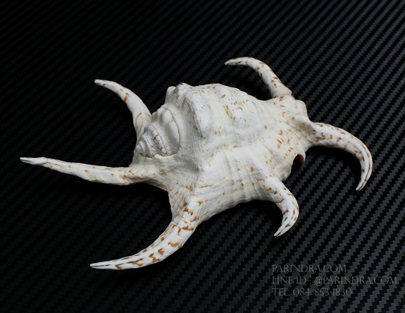 เปลือกหอยจักรนารายณ์ Lambis chiragra #LC008