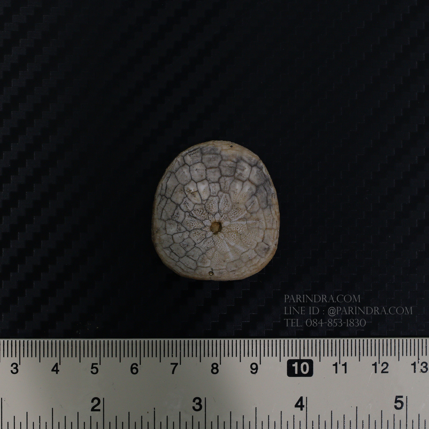 ฟอสซิลเม่นทะเล SAND DOLLAR (Dendraster gibbsii) หายาก #DDG01