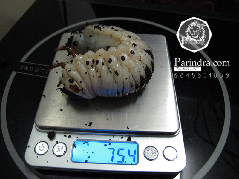ขายตัวอ่อนหนอนด้วงช้างมาร์(Megasoma Mars) ระยะ L3 น้ำหนัก 75.4 กรัม