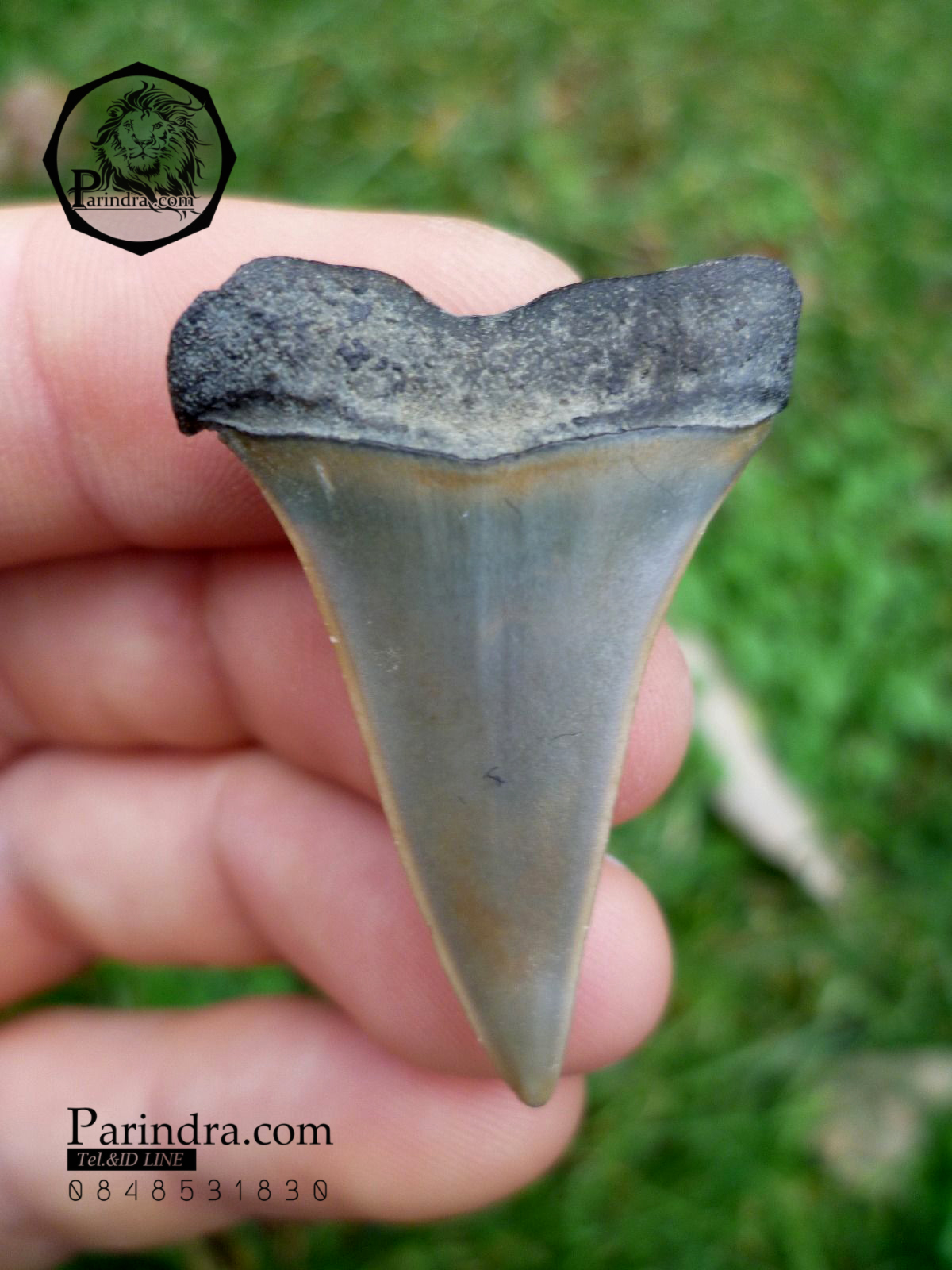 ฟันฉลามมาโก Mako Shark tooth จาก ประเทศเบลเยี่ยม สีออกเทา ขนาด 1.43" นิ้ว #MKT000