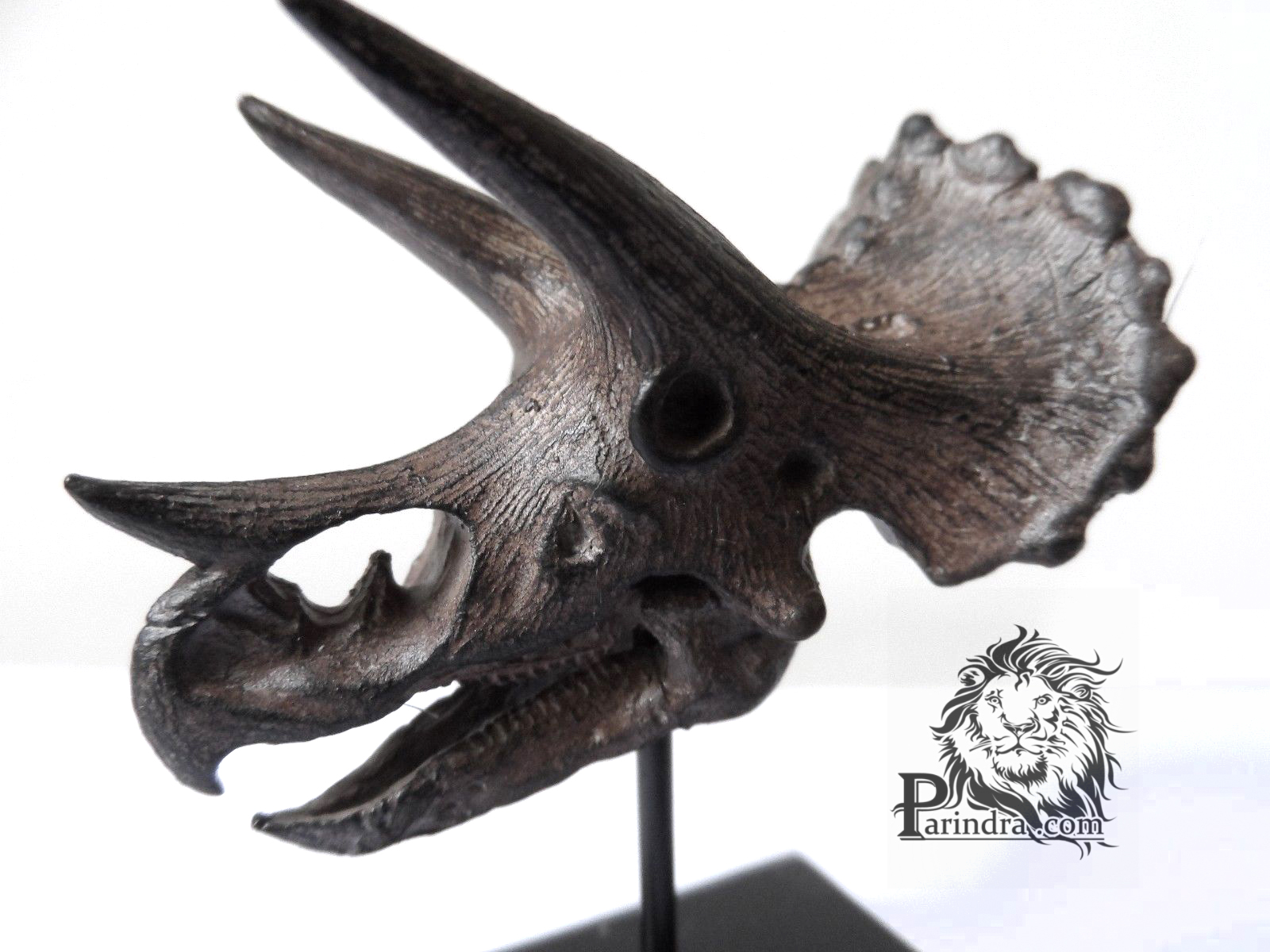 โมเดลฟอสซิล Triceratop ขนาดเล็กจำลองเหมือนมาก