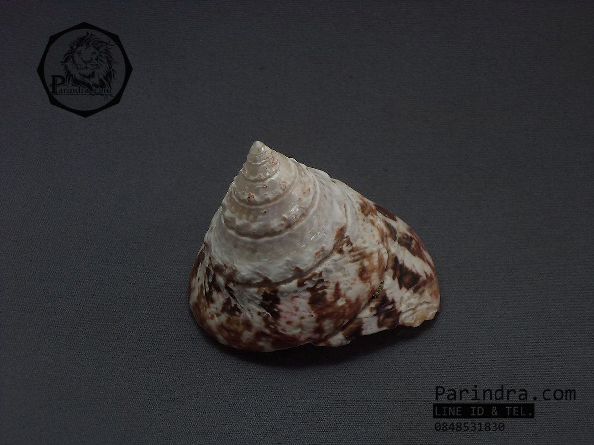 เปลือกหอยนมสาวลายแดง Trochus ขนาด 3นิ้ว สำหรับตกแต่งหรือสะสม
