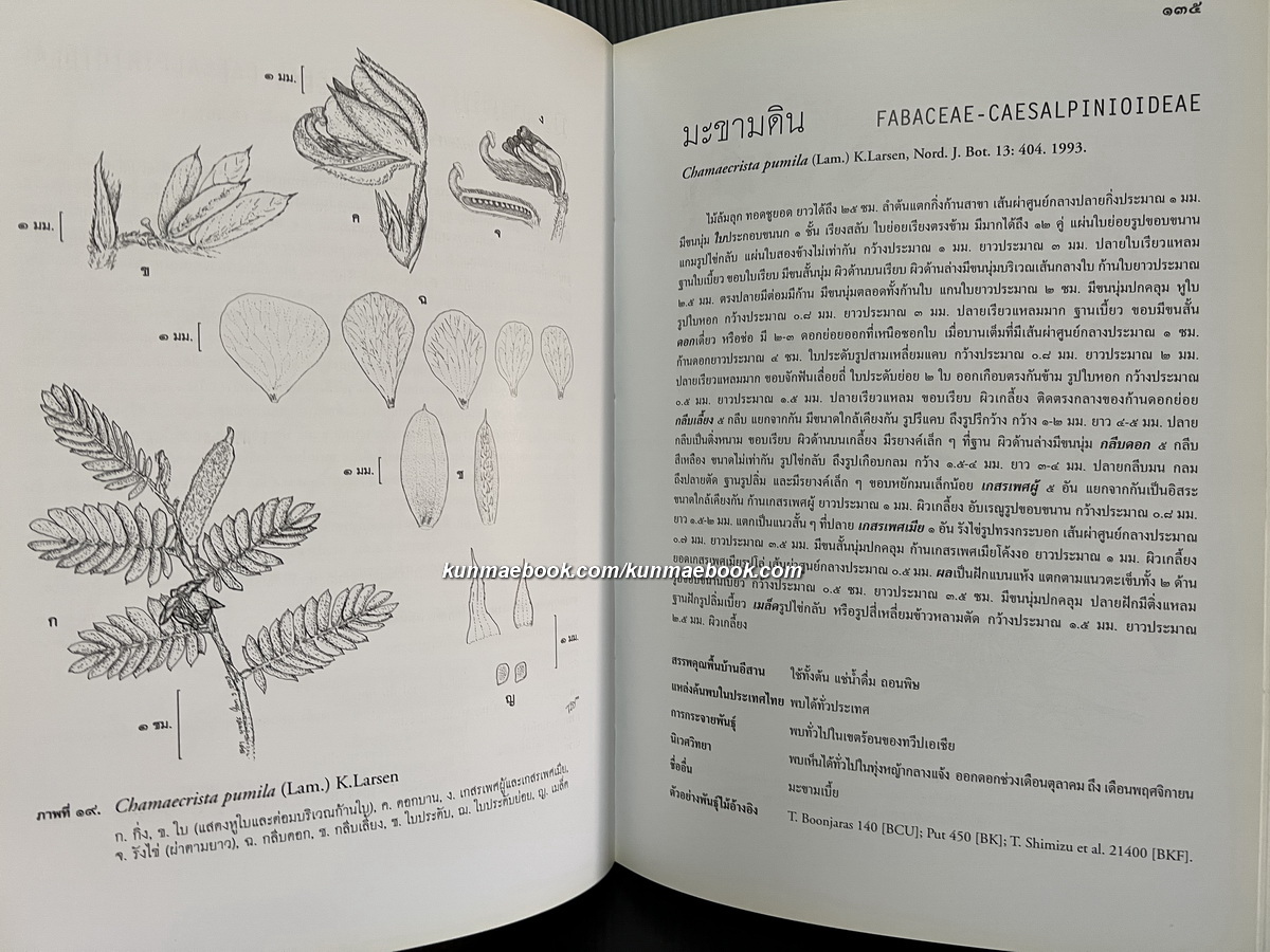 ไม้ยาที่ผาแต้ม โดย สำนักงานคณะกรรมการวิจัยแห่งชาติ