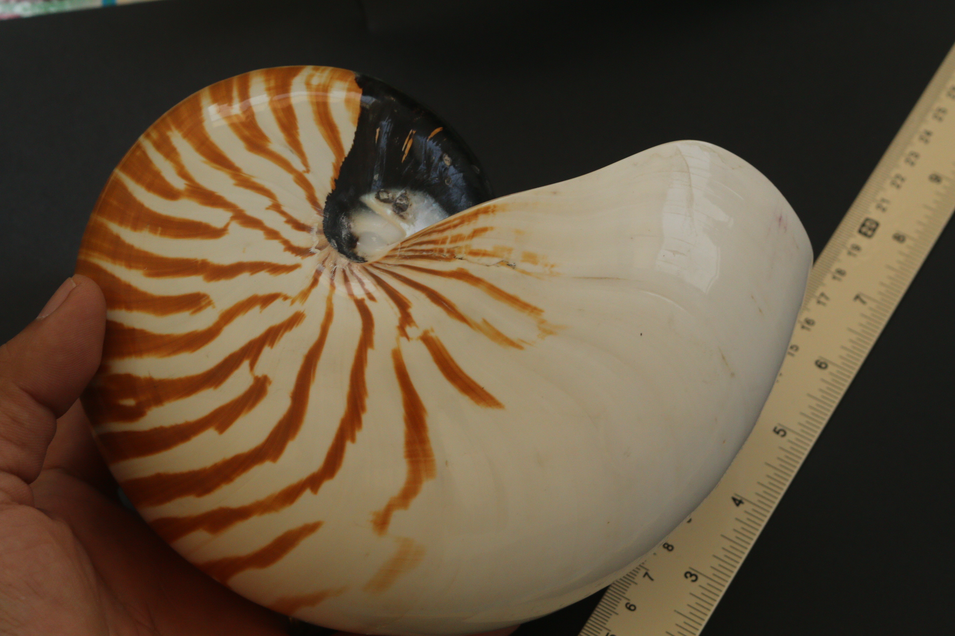 เปลือกหอยงวงช้าง นอติลุส Nautilus pompilus ขนาด 7 นิ้ว #003