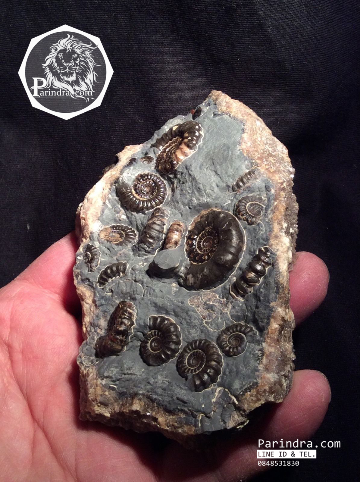 ฟอสซิลหอย Ammonite Promicroceras และ Xipheroceras- จากหาด Charmouth UK #AM007