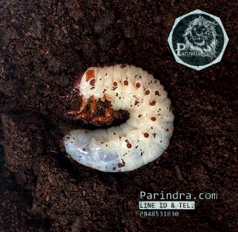 ขายตัวอ่อนหนอนด้วงกว่างยักษ์เฮอร์คิวลิส (Dynastes Hurcules Hurcules) CBF1 ระยะ L3 เพศผู้