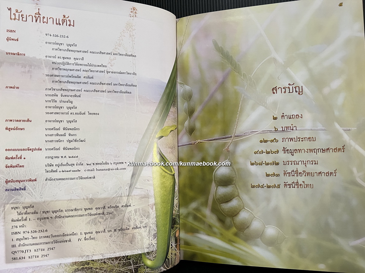 ไม้ยาที่ผาแต้ม โดย สำนักงานคณะกรรมการวิจัยแห่งชาติ