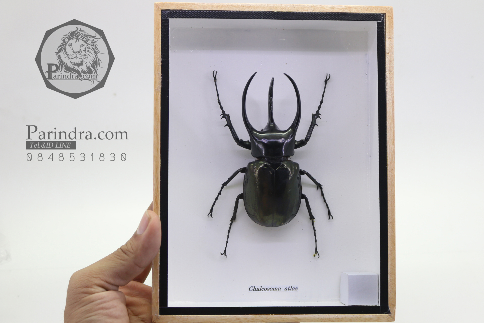 ด้วงกว่างสามเขาแอตลาส ตัวใหญ่มาก (Chalcosoma atlas) ในกรอบไม้น้ำตาล สำหรับตั้งโชว์ ขนาด 6x8 นิ้ว