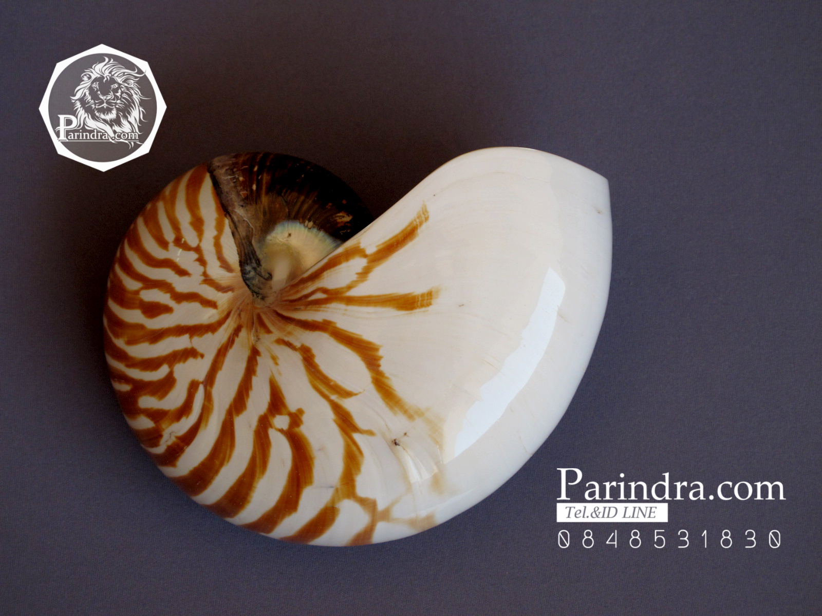 ขายเปลือกหอยงวงช้าง นอติลุส Nautilus pompilus ขนาด 6 นิ้ว NP002
