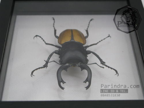 ด้วงกว่าง (Odontolabis mouhotii elegans) ในกรอบไม้สีดำ สำหรับตั้งโชว์ ขนาด 12.5x6x4 cm.