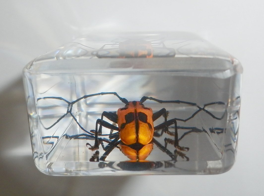แมลงในเรซิ่น แมลงสต๊าฟ หล่อในเรซิ่นใส ด้วงลายจุดน้ำตาลหนวดยาว Spotted Brownish Longhorn Beetle - Purpuricenus lituratus