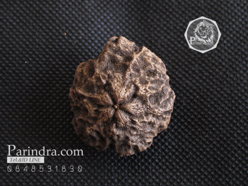 ว่านพระเจ้า 5 พระองค์ คัดสวยพิเศษ PS5