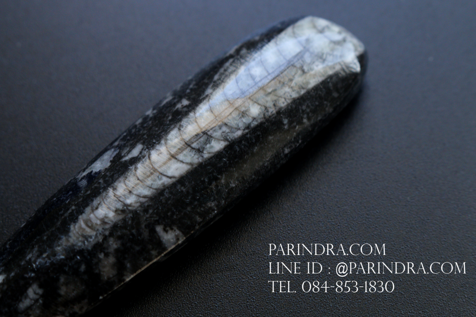 ฟอสซิล Nautiloid ออโทเซอรัส (Orthoceras sp.) - จาก Morocco #OT006