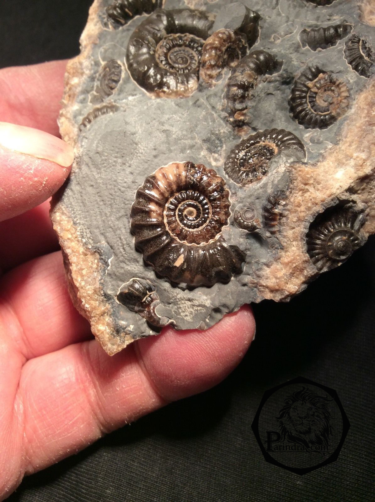 ฟอสซิลหอย Ammonite Promicroceras และ Xipheroceras- จากหาด Charmouth UK #AM007
