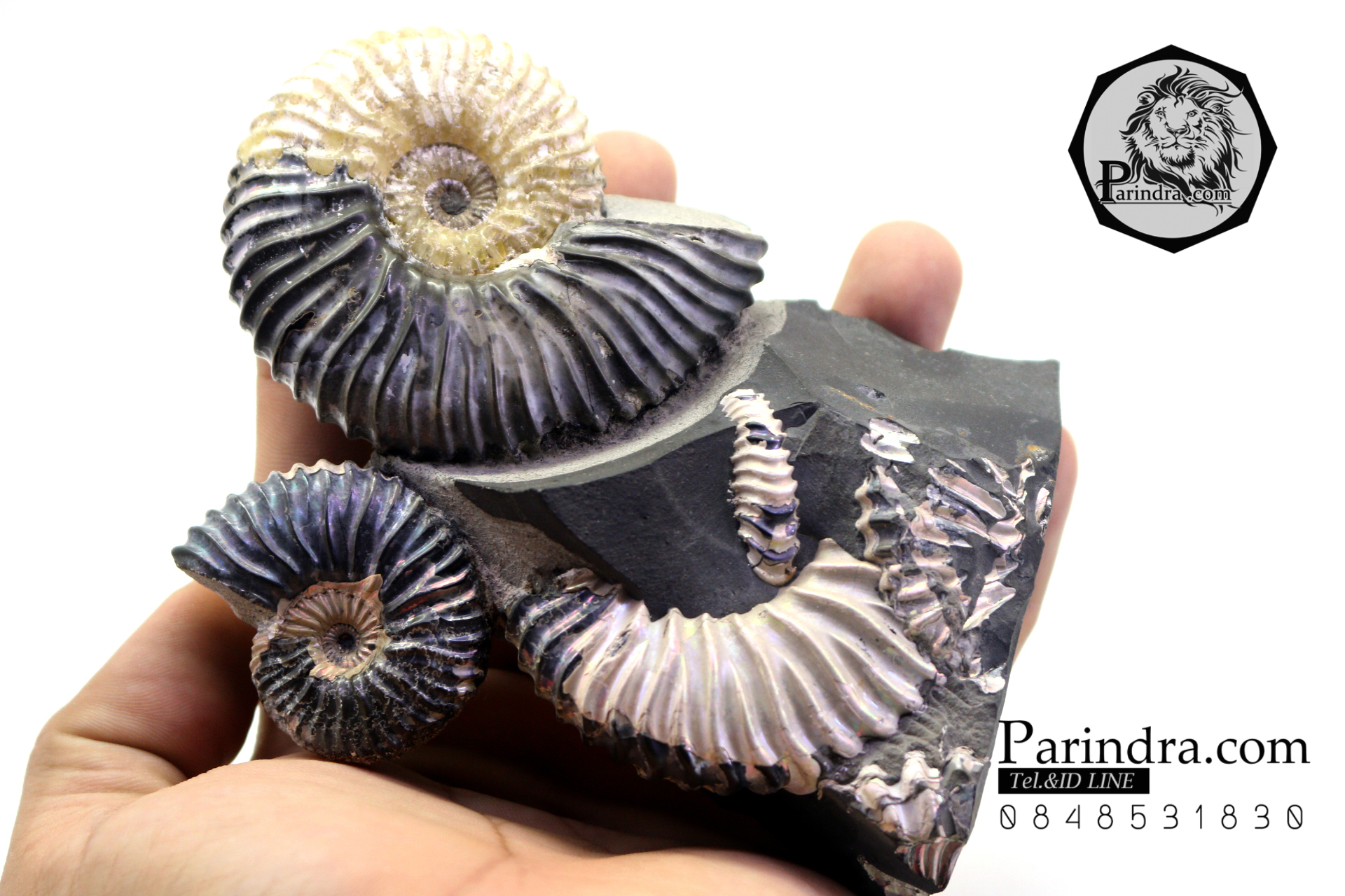 ฟอสซิล แอมโมไนต์ Ammonite Deschaesites - จาก Middle Volga, Russia #AM035