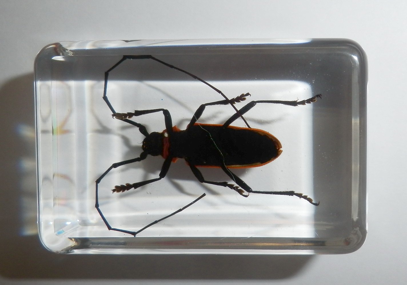 แมลงในเรซิ่น แมลงสต๊าฟ หล่อในเรซิ่นใส ด้วงลายจุดน้ำตาลหนวดยาว Spotted Brownish Longhorn Beetle - Purpuricenus lituratus