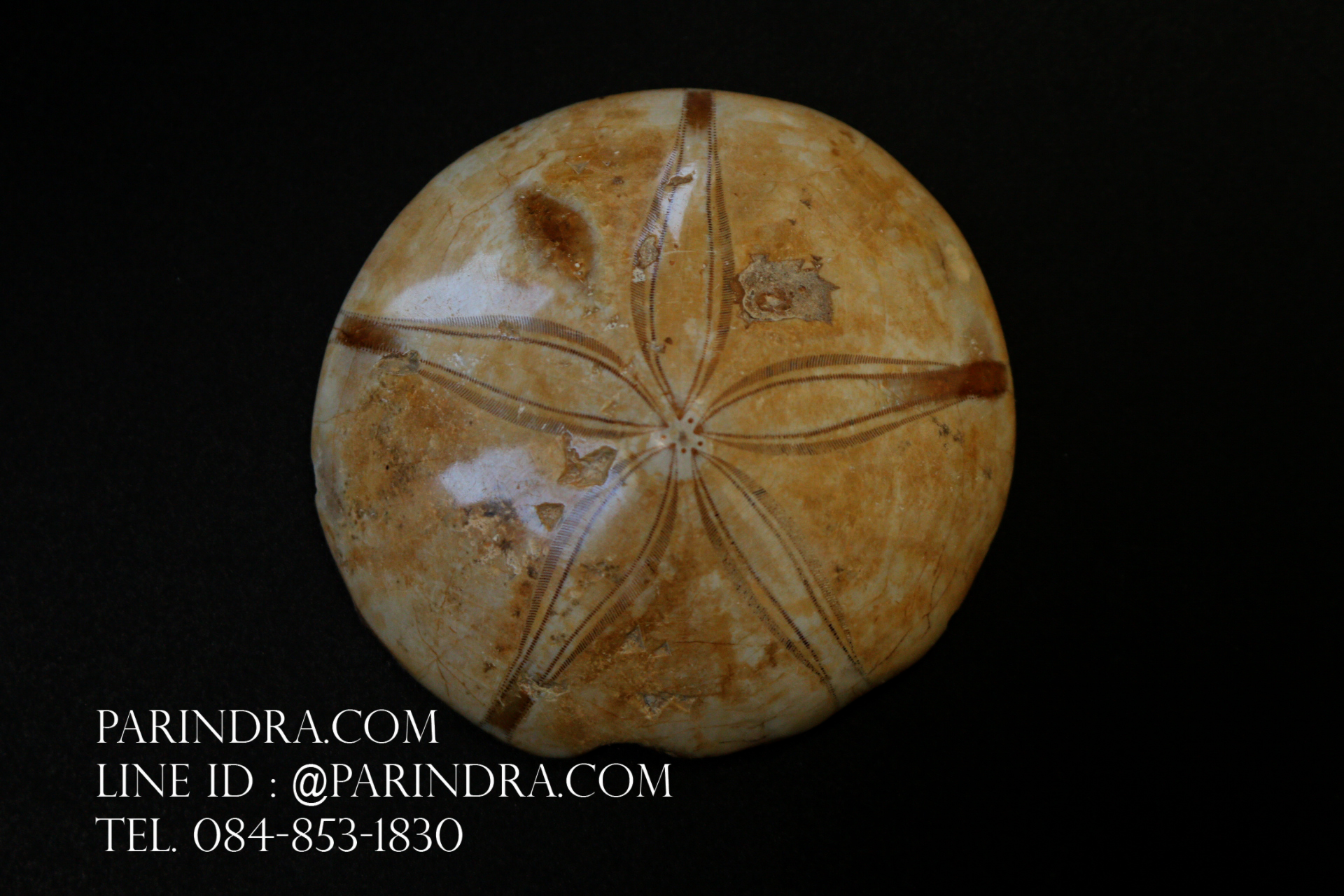 ฟอสซิล Sand Dollar FOSSIL Echinoid จาก Madagascar #SDF001