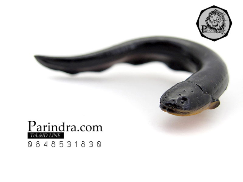 โมเดลปลาไหลจิ๋ว