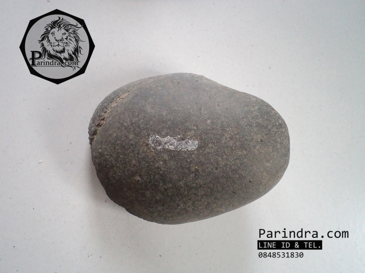 ฟอสซิลหอย Ammonite Dactylioceras commune Whitby Fossil UK #AM003