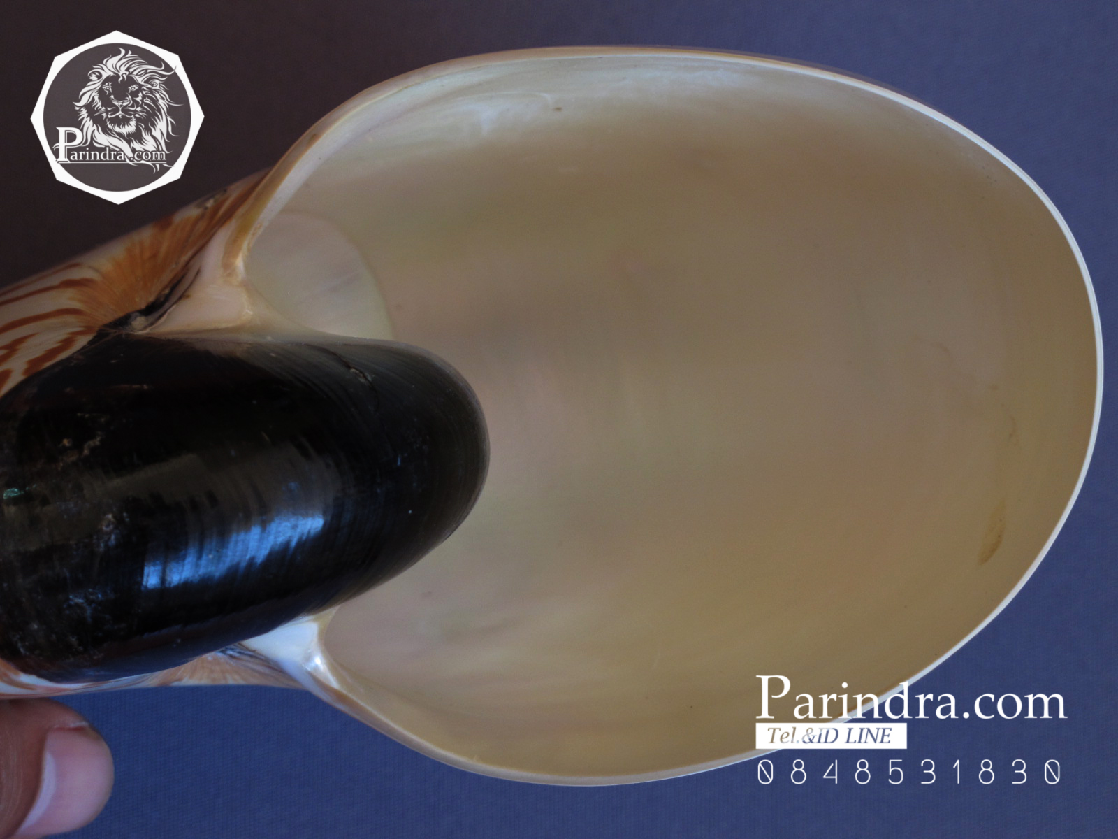 ขายเปลือกหอยงวงช้าง นอติลุส Nautilus pompilus ขนาด 6 นิ้ว NP001