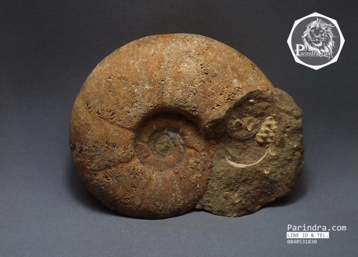ฟอสซิลหอย Ammonite Eotetragonites rossmatteliformis (หายาก) - จาก Indonesia #AM025