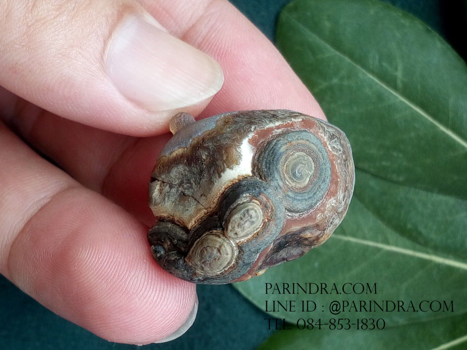 หินรูปทรงประหลาดจากทะเลทรายโกบี GOBI Eye Stone #GOBI007