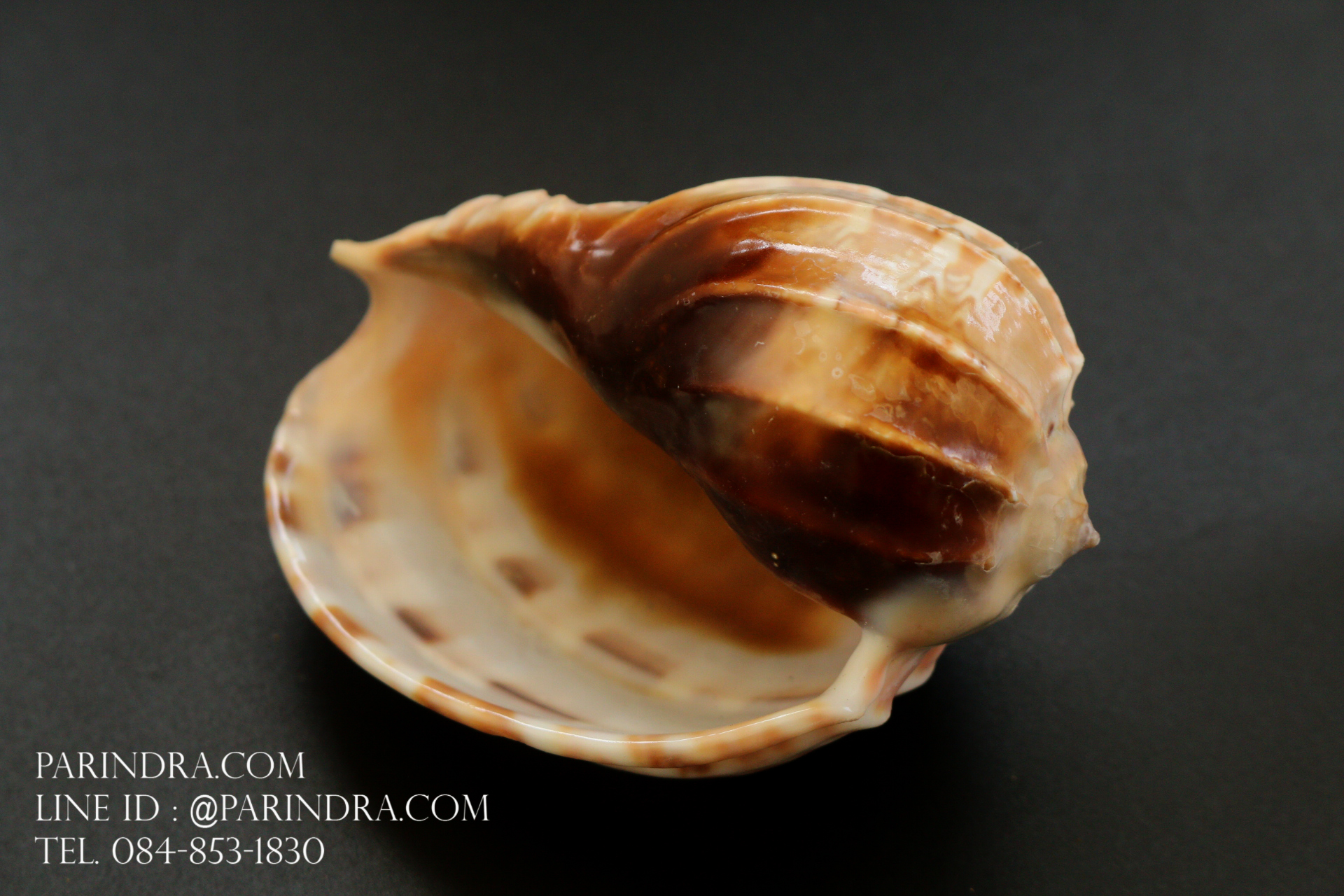 เปลือกหอยมะเฟือง #Harpa articularis ขนาด 3 นิ้ว